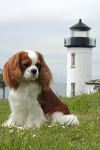 Beckwith Cavaliers - Cavalier King Charles Spaniels - Beckwith There's Only One